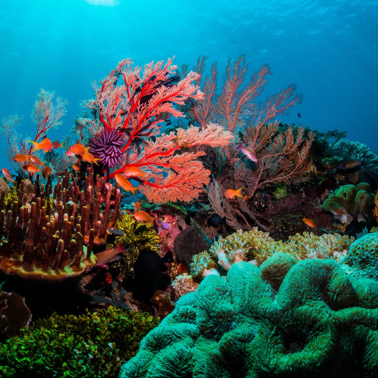 Jardin de coraux colores explore en snorkeling en Martinique