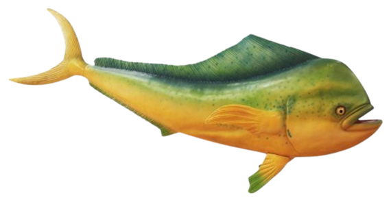 Dorade coryphène (mahi-mahi)