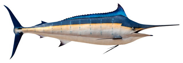 Marlin bleu