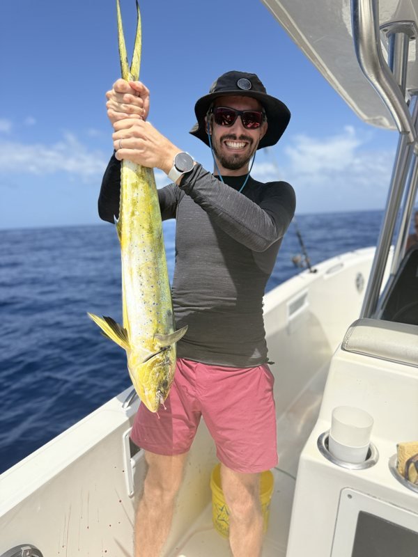 Dorade coryphène (mahi-mahi) pêchée en Martinique