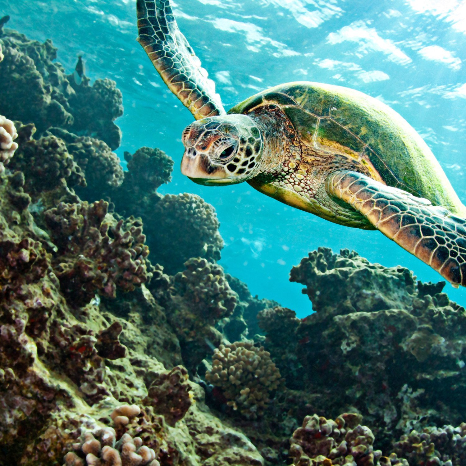 Tortue verte, star du snorkeling dans le sud de la Martinique