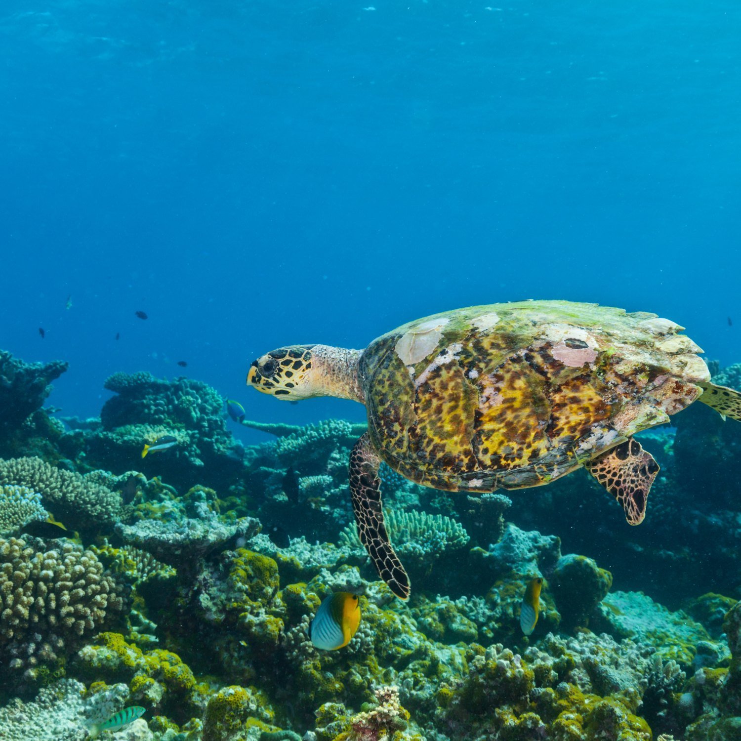 Tortue marine dans les Anses d'Arlet, sud de la Martinique