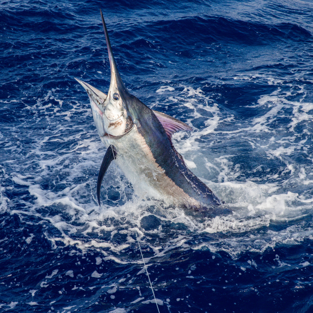 Marlin bleu sautant hors de l'eau avec un hameçon planté dans la bouche.