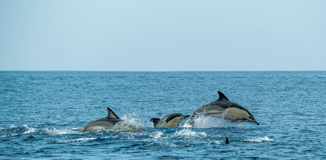 Groupe de dauphins sautant hors de l'eau en martinique