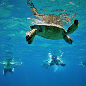 Trois touristes faisant du snorkeling en Martinique et observant une tortue en train de plonger.